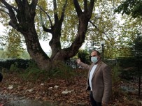Dededen Toruna Miras Kalan Yaklaşık 500 Yıllık Anıt Ağaçlara Gözü Gibi Bakıyor Haberi