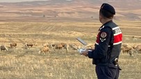 Jandarma 30 Kayıp Koyunu Drone İle Buldu