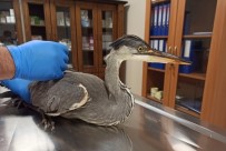 Şanlıurfa'da Yaralı Gri Balıkçıl Kuşu Tedavi Altına Alındı Haberi