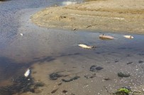 Silivri'de Tedirgin Eden Balık Ölümleri Haberi