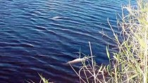 Silivri'deki Kula Deresi'nde Balık Ölümleri Yaşanıyor Haberi