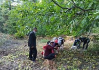 Simav'da Kestane Hasadı