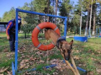 AFAD'ın Altın Burunlu Kahraman Köpekleri Böyle Eğitiliyor Haberi