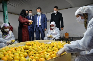 Bilecik'te 'Trabzon (Cennet) Hurması' Hasadı Başladı