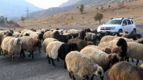 Koyun Sürüsü Karayolunu Trafiğe Kapattı, Sürücüler Ne Yapacaklarını Şaşırdı Haberi