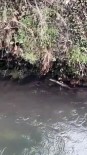 Nesli Tükenmekte Olan Su Samuru Giresun'un Çanakçı Deresi'nde Görüldü
