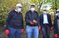 Simav'da Yılın Son Kestane Hasadını Protokol Üyeleri Yaptı