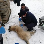 Başıboş Sokak Hayvanları Uzman Ellere Emanet