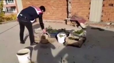 Fideleri Odada, Keneviri Çatıda Yetiştirdi