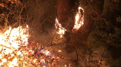 Kastamonu'da Çıkan Orman Yangını Kontrol Altına Alındı
