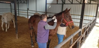 Bilecik'te Atlara Çip Takılarak, Büyükbaş Hayvanlarda Şap Aşılaması Yapıldı