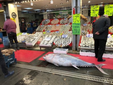 185 Kiloluk Orkinosu Gören Kayserililer Hayrete Düştü