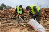 Budamadan Elde Edilen Odunlar, İhtiyaç Sahiplerine Ulaştırılıyor