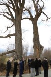 'Gazi Ağaç'lar 370 Yaşında Haberi