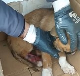 İstanbul'da Sokak Köpeğine Akıl Almaz Eziyet