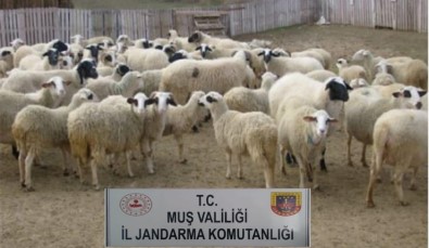 Muş'ta Hayvan Hırsızlığı Yapan 2 Kişi Yakalandı