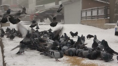 Soğuk Havada Aç Kalan Kuşlara Esnaf Sahip Çıktı