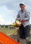 Traktörün Altında Kalan Çiftçi Hayatını Kaybetti Haberi