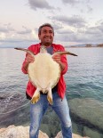 Caretta Caertta Deniz Kaplumbağasını Balıkçılar Kurtardı Haberi