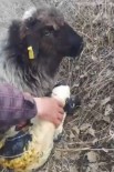 Rize'de Bir Çobanın Yeni Doğan Kuzuyu Yaşatma Çabaları Böyle Görüntülendi Haberi