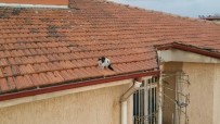 Çatıda Mahsur Kalan Kedi Mahalleyi Karıştırdı Haberi