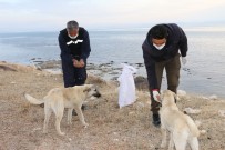 Erciş Belediyesi Sokak Hayvanlarını Unutmadı Haberi