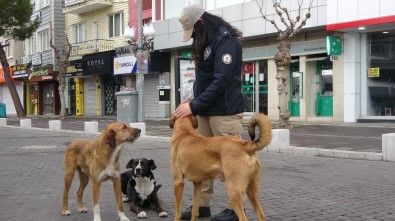 HAYDİ Polisleri Kısıtlamada Sokak Hayvanlarını Besledi