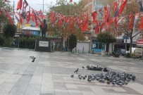 Manyas'ta Meydanlar Kuşlara Kaldı Haberi
