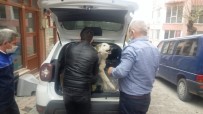 Yaralı Köpek Tedavi İçin Özel İzinle İstanbul'a Götürüldü