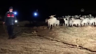 Eskişehir'de Kaybolan Küçükbaş Hayvanları Jandarma Buldu