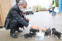 Hayvan Barınağına Göndermek İstediği Köpekleri Belediye Önüne Bıraktı Haberi