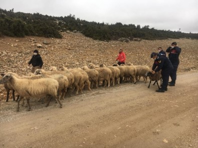 Isparta'da Çalınan Koyunları Jandarma Buldu