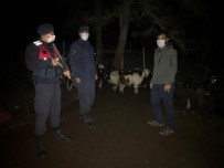 Kaybolan 30 Küçükbaş Hayvan Sahibine Teslim Edildi