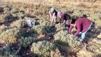 Korona Virüs Adaçayına İlgiyi Arttırdı, Çiftçiler Ürün Yetiştiremiyor Haberi