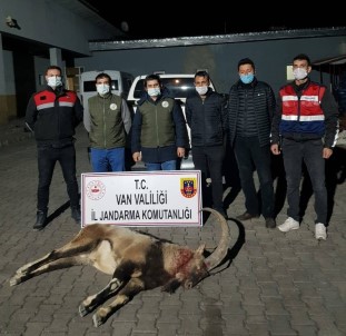 Yaban Keçisi Avlayan 4 Kişiye 36 Bin 589 Lira Ceza