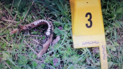 Çoban Tarafından Bulunan Kafası Ve Kemikler 13 Ay Önce İşlenen Cinayeti Aydınlattı