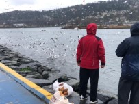 Haliç'te Martı Ve Kazların Yemek Yeme Sırası Görenleri Mest Ediyor