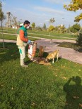 Soğuklarda Ve Pandemi Sürecinde Sokak Hayvanları Unutulmuyor