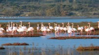 Flamingolar Tuzla Sulak Alanına Akın Etti