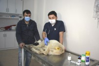 Hisarcık'ta Yaralı Köpeğe Belediye Ekipleri Sahip Çıktı Haberi