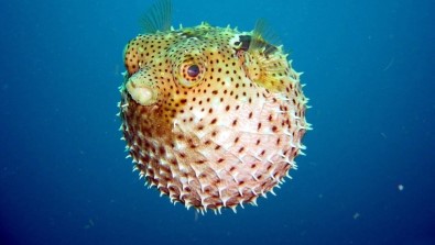 Balon Balığı Avcılığına Teşvik Getirildi