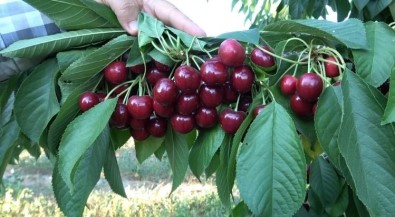 Dünyaca Ünlü Uluborlu Kirazına Coğrafi İşaret Tescili