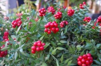 Yılbaşının Şans Çiçeği Açıklaması Kokina