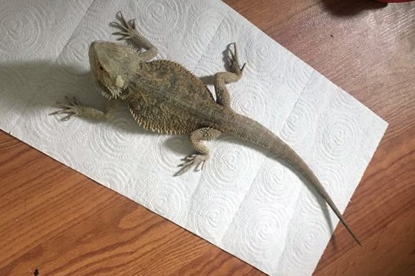 Ev değil sanki hayvanat bahçesi! Polis ekipleri şok oldu!