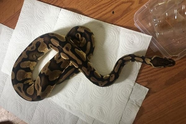 Ev değil sanki hayvanat bahçesi! Polis ekipleri şok oldu!