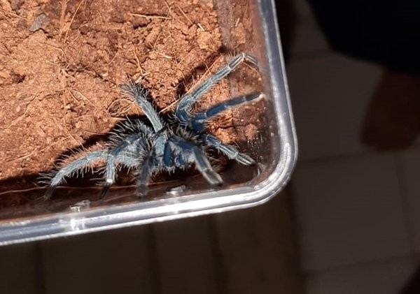 Ev değil sanki hayvanat bahçesi! Polis ekipleri şok oldu!