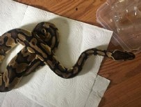 Ev değil sanki hayvanat bahçesi! Polis ekipleri şok oldu!