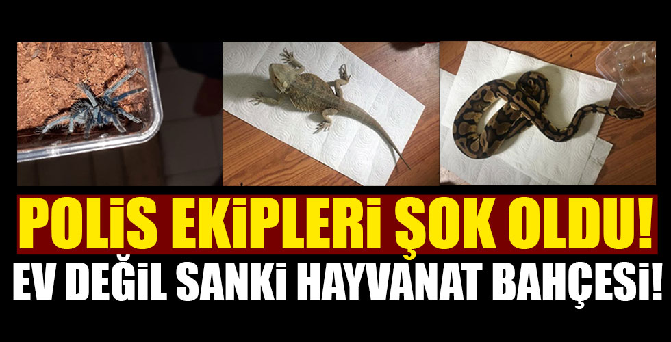 Ev değil sanki hayvanat bahçesi! Polis ekipleri şok oldu!