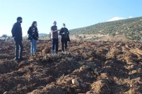 Isparta'da 500 Bin Lavanta Fidanı Toprakla Buluşuyor