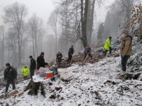 Karabük'te Kar Yağışına Rağmen 5.5 Ton Kayın Tohumu Toprakla Buluşturuldu